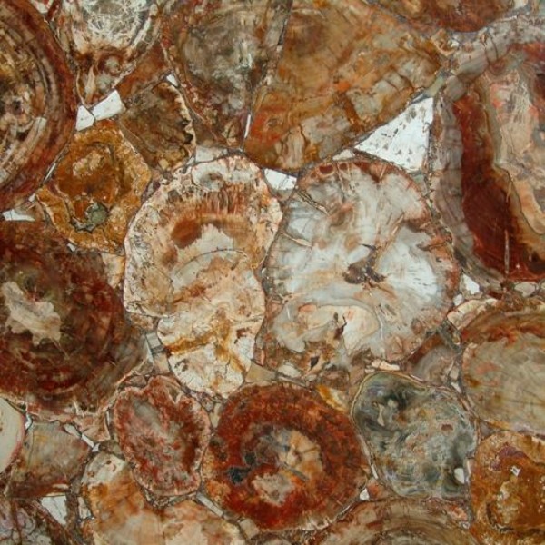 madera petrificada